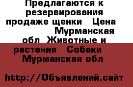 Предлагаются к резервирования(продаже)щенки › Цена ­ 5000-6000 - Мурманская обл. Животные и растения » Собаки   . Мурманская обл.